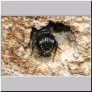 Pemphredon sp Grabwespe 01c 9mm.jpg